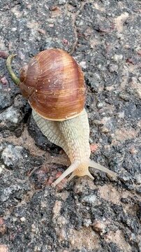 Top view of a large edible Roman snail Helix pomatia slowly crawling forward on textured asphalt surface after rain.
