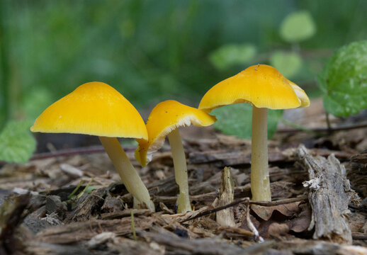 Yellow mushrooms growing in the summer forest.