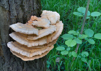 Yellow mushrooms Laetiporus sulphureus bracket fungus on a tree trunk in the spring forest. © vkph
