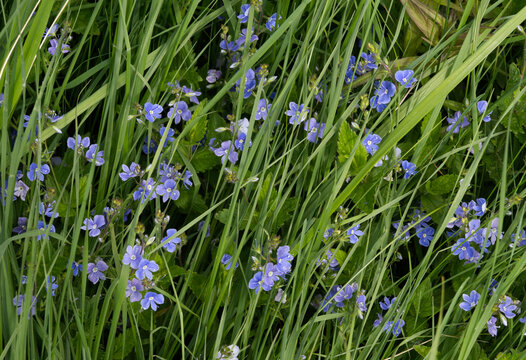 Beautiful wild blue flowers in spring forest. (Veronica chamaedrys).