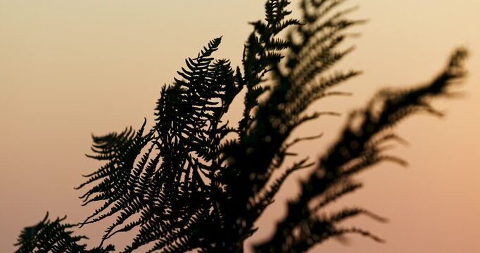 fern plant blows idly in the light breeze it is silhouetted by a beautiful sunset sky behind it.  The camera tilts slowly down and then slowly back up before the scene pulls out of focus 4K video