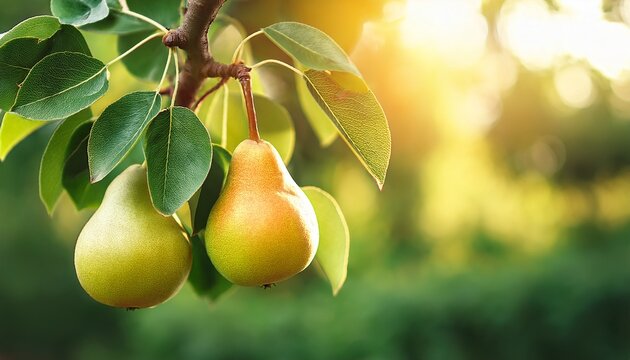 Pear Tree On A Branch Close Up On A Blurry Green Background Pear A Natural Product Full Of Vitamins