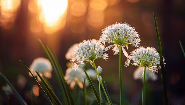 Beautiful Macro Close Up Of White Wild Garlic Flowers With Warm Orange Sunset Light And Dreamy Magic Bokeh Background Healthy And Natural Herbs In The Wild Wild Forest Nature Outdoor Plants