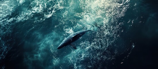 Fototapeta premium Aerial View of Majestic Whale in Deep Blue Ocean