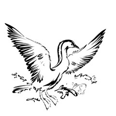 Fototapeta premium illustration of a Greater Cormorant (Phalacrocorax carbo), also known as the cormorant, on a white background