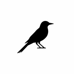 Obraz premium Black Bird Silhouette Standing Isolated on White Background