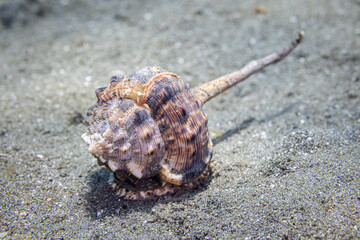 Haustellum sea snail @ Leyte, The Philippines © Travel Tips Stories