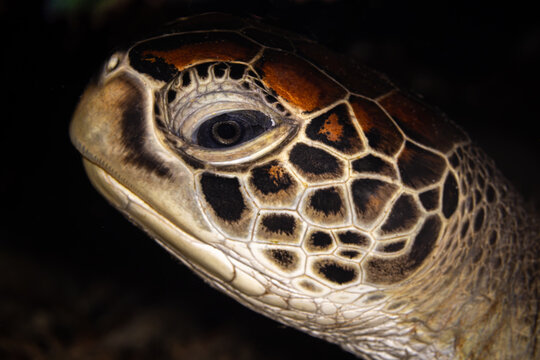 Green Turtle @ Sogod Bay, The Philippines