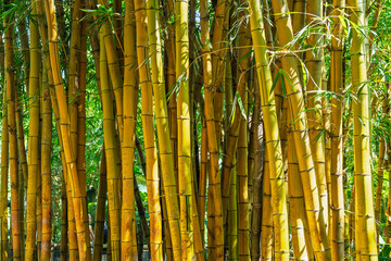 Obraz premium Bamboo forest with carved names and messages on the stalks in Brazil