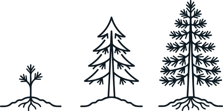 Minimalist line art illustration showing the growth stages of a pine tree from sapling to mature tree, nature and development concept.