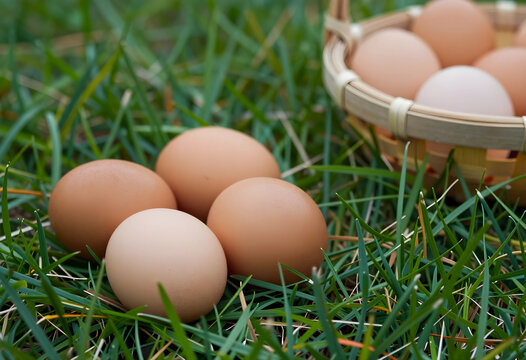 Fresh brown and white chicken eggs scattered on green grass with a woven basket in the background, farm to table, this image farm to table concepts healthy eating and sustainable agriculture