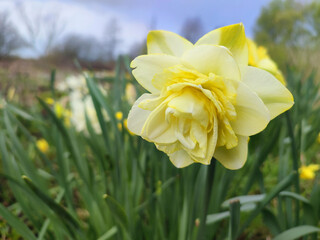 Obraz premium Blooming flower daffodil Obdam flower on spring day. Blooming narcissus flower close-up. Blossomed multicolored flower with yellow petals, stamens and green leaves growing in ground Natural background