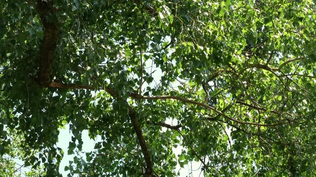 Looking up into green canopy footage