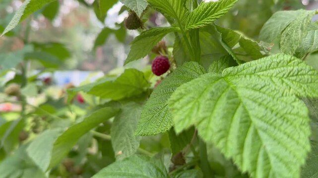 Single wild raspberry ripening naturally in a forest habitat surrounded by healthy foliage. Seasonal berry picking, organic nutrition, sustainable foraging, fresh natural ingredients and eco-friendly 