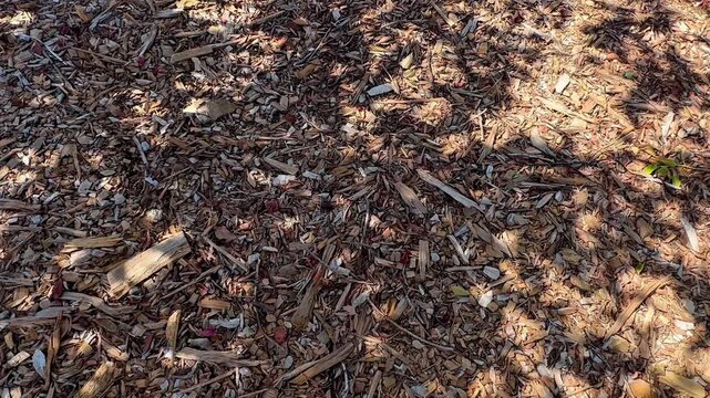 sunlight filters through canopy casting soft shadows upon dense ground cover made from dark pine needles twigs and dry leaves creating rustic woodland texture