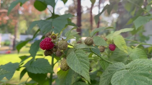 Fresh ripe raspberry growing on a natural branch surrounded by vibrant green leaves. Seasonal organic fruit, healthy food ingredient, antioxidant-rich nutrition, home gardening, berry farming and sust