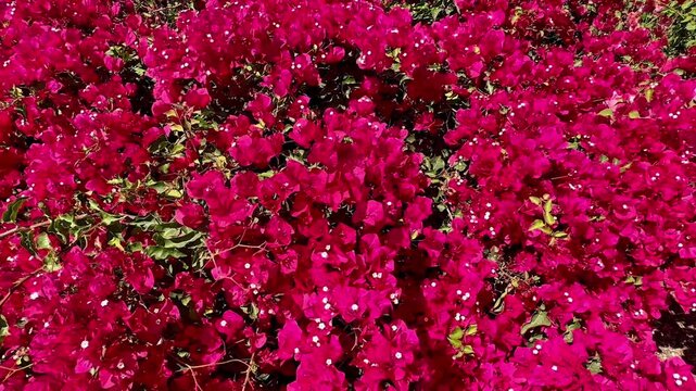 A dense vibrant cluster of bright pink bougainvillea flowers fills the frame creating a rich floral pattern with scattered tiny white blooms under bright sunny daylight conditions