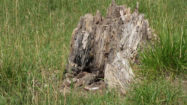 Old weathered tree stump macro footage