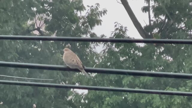 a lone dove sitting on the power lines during a rain storm