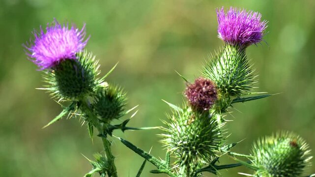 Purple thistle flower close up footage