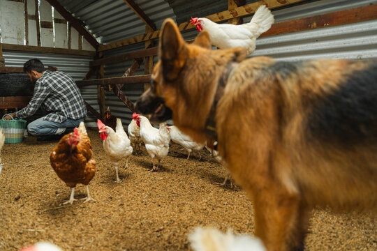 Farm worker tending chickens with a german shepherd