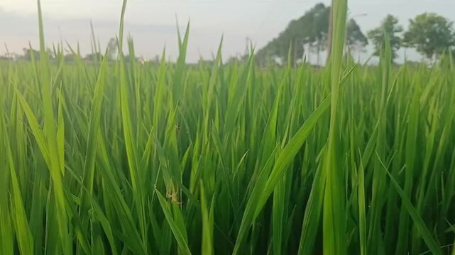 Spider Web on Green Rice Leaves in Vietnamese Paddy Field