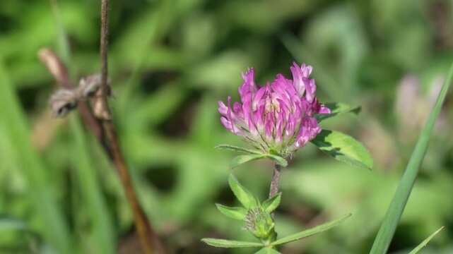 Blooming red clover flower closeup footage