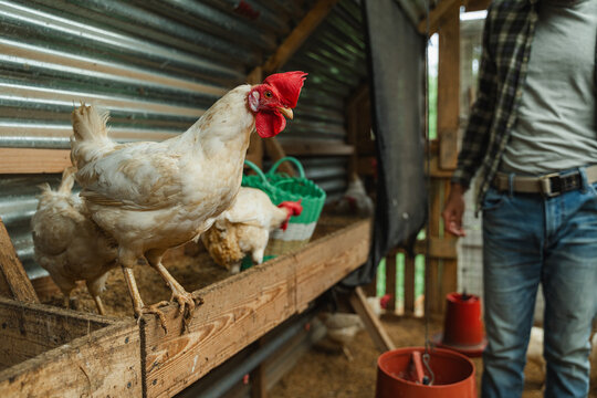 White chicken standing on feeder, domestic fowl in coop