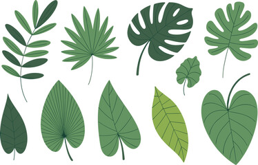 Tropical Leaf Collection, Botanical Jungle Foliage Vector Set with Monstera Palm Exotic Leaves Illustration Pack Isolated © Md
