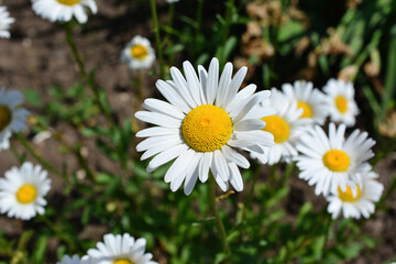 Obraz premium White Daisy Flower Blooming in Sunny Garden copy space
