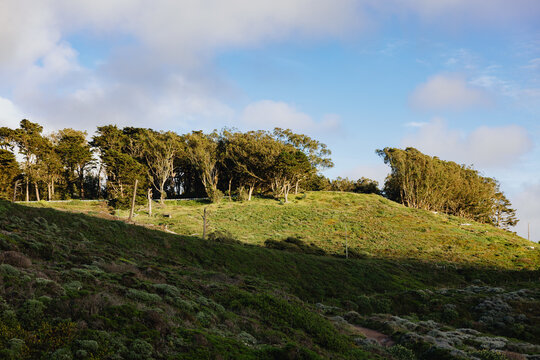 Green Hillside With Windblown Trees
