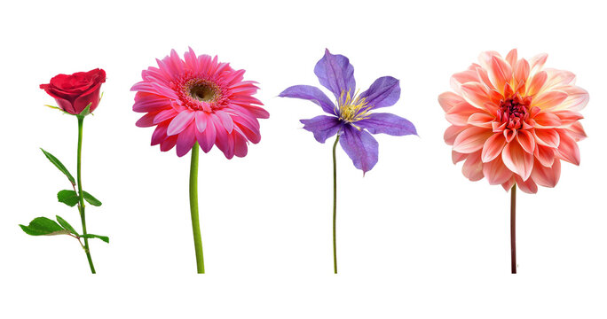 Wild flowers collection, set isolated on transparent white background
