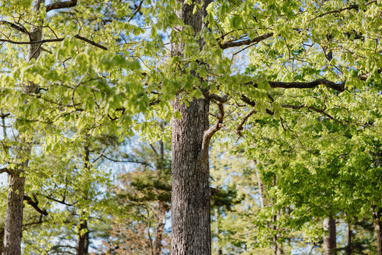 Green Deciduous Tree Canopy in Spring Forest
