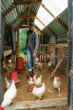 Farmer caring for livestock in chicken coop