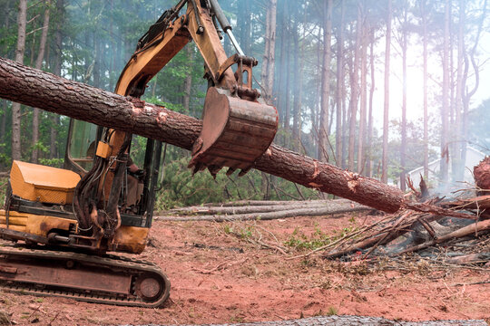 Tractor machine uses its claw to cut, move trees in forest dust small debris fill air.