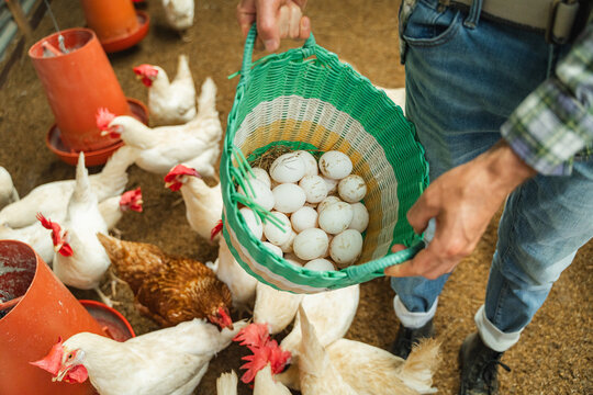 Farmer collecting fresh chicken eggs in basket at poultry farm