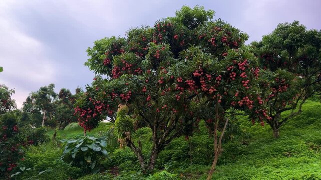 Heavy laden tree branches with vibrant red ripe lychees in the orchard.