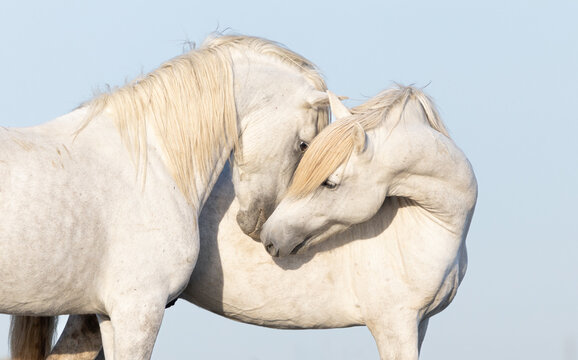 Two Horses Sharing a Moment