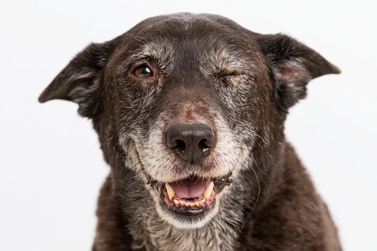 The smiling winking senior dog portrait in studio lighting headshot closeup