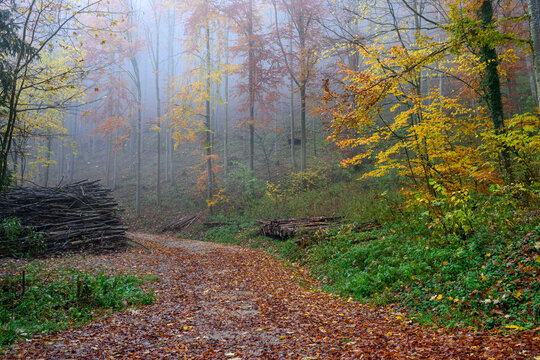 autumm the bright colors in the forest