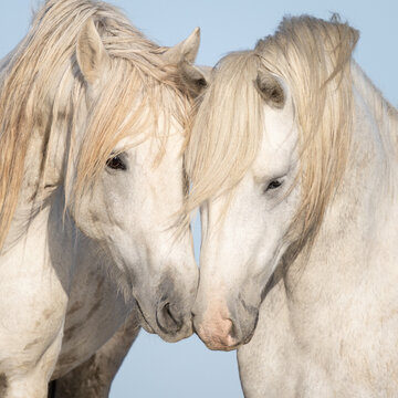 Horses Touching Nose to Nose