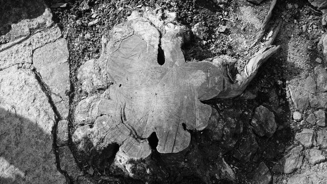 A withered tree stump of black and white
