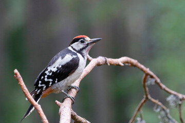 Fototapeta premium Great spotted woodpecker