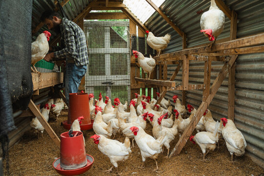Poultry farmer collecting fresh eggs from chicken coop