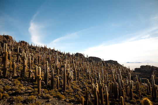 Vast cactus forest on Isla Incahuasi in Salar de Uyuni