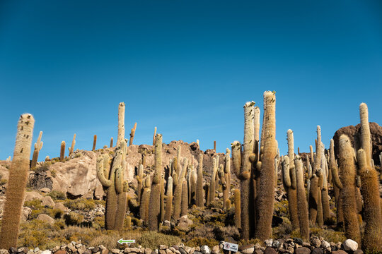 Giant cacti rising above Isla Incahuasi