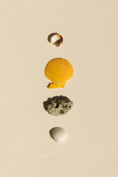 Seashell