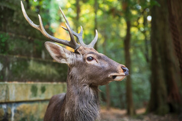 Fototapeta premium Sika deer with antler by Kasuga Grand Shrine and fall leaf, Nara Park