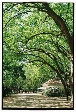 Shaded Park Pathway Beneath Large Mature Trees