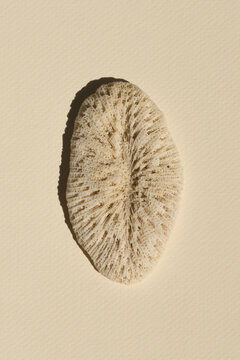 Seashell
